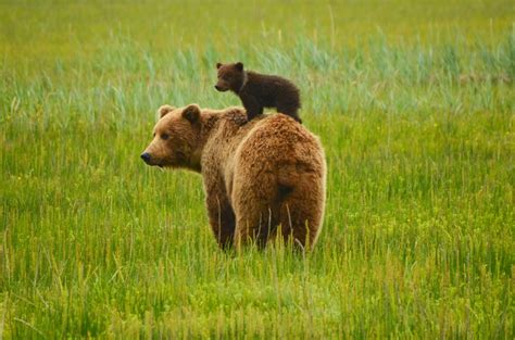 Yellowstone bear world - Bear World takes a nostalgic look back to when black and grizzly bears roamed free in Yellowstone National Park. Bear World is a unique drive through park where you can …